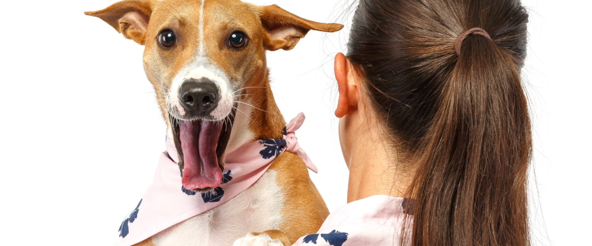 The Ultimate Guide to Bringing Your Pet to Beer Festivals in Honolulu County, Hawaii