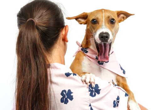 The Ultimate Guide to Bringing Your Pet to Beer Festivals in Honolulu County, Hawaii